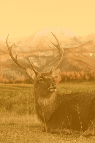 Олень отдыхает в предгорьях обои