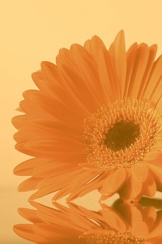 Гербер на стекле обои