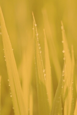 Яркая зеленая трава обои