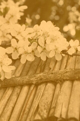 Веточка цветущей вишни обои