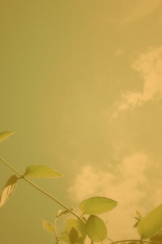 Веточки на фоне неба обои