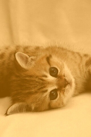 Рыжиый котенок с синим глазами обои