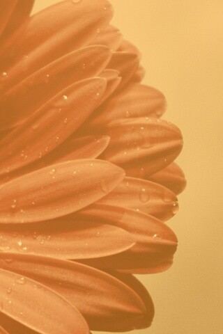 Красная гербера обои