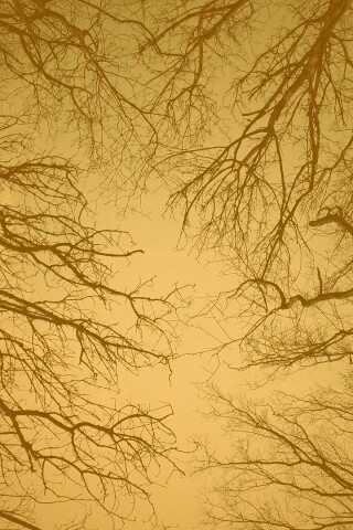 Голые кроны деревьев на фоне неба обои