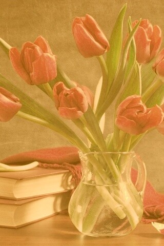 Букет красных тюльпанов обои