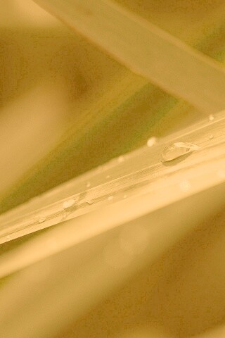 Капли росы на листе обои