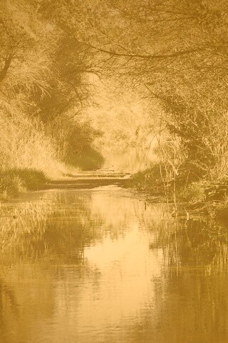 Лесная заросшая река обои