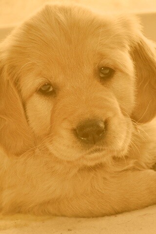 Сонный щенок лабрадора обои