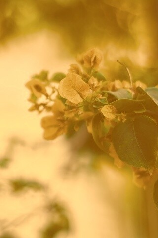 Растение обои