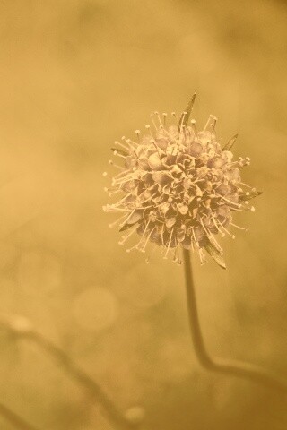 Цветок в макро обои