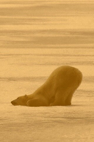 Полярный мишка в смешной позе обои