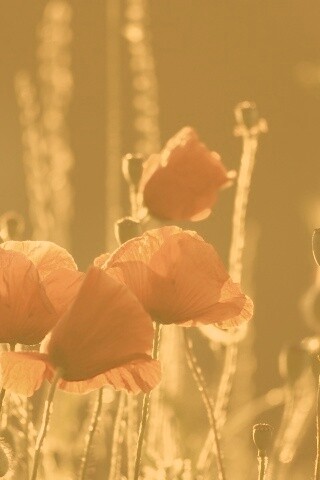 Макро фото мака обои