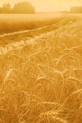 Речка среди поля обои