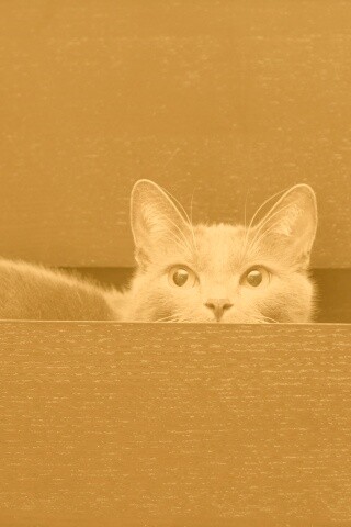 Кот в ящике комода обои