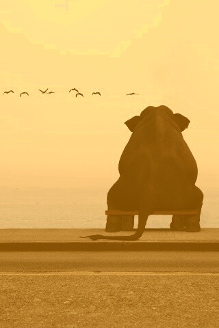 Слон на табуретке обои