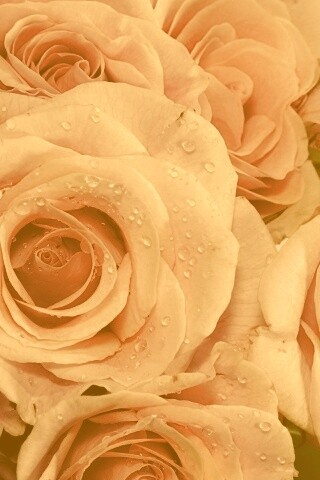 Букет розовых роз обои