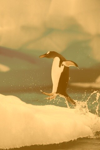 Пигвин запрыгивает на льдину обои