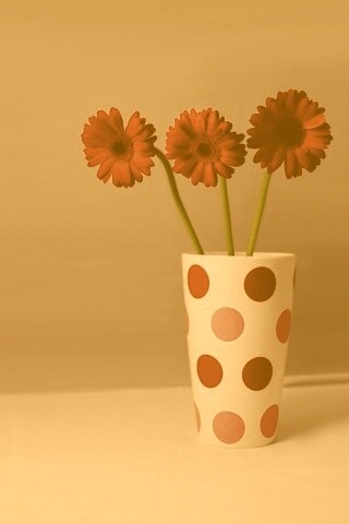 Вазочка с тремя красными герберами обои