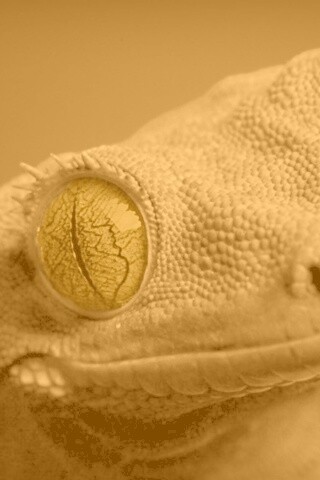 Ящерка обои