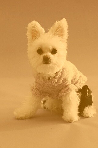 Собачка в свитере обои