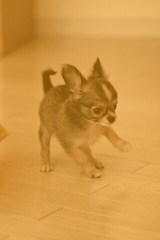 Щёнок той терьера обои