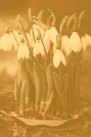 Подснежники - весенние цветы обои