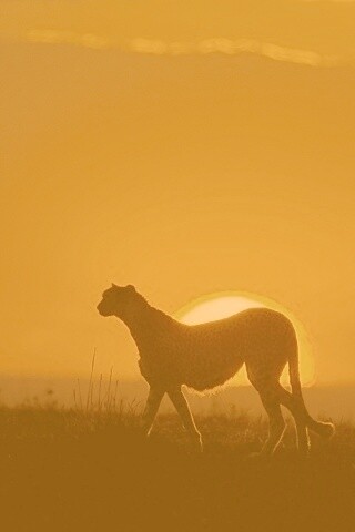 Гепард на закате обои