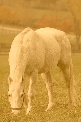Красивая белая лошадь обои