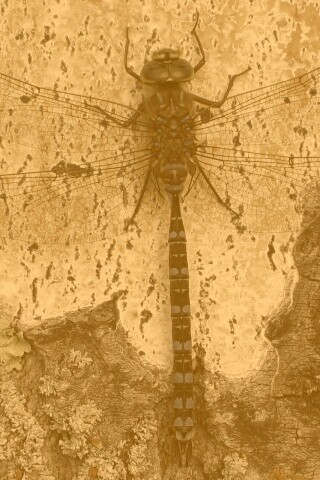 Стрекоза на дереве обои