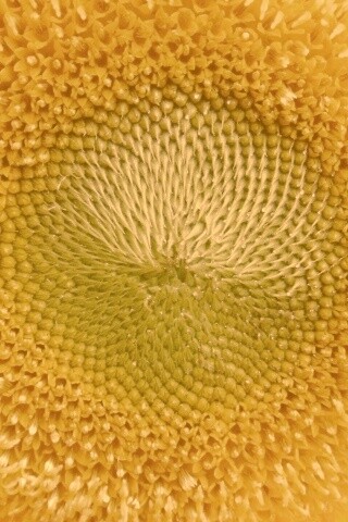 Недозревший подсолнух обои