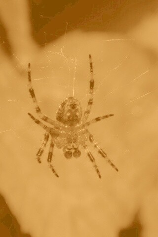 Паук на паутине обои