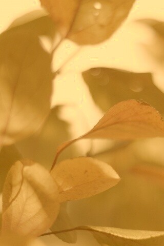 Увядающие листья обои