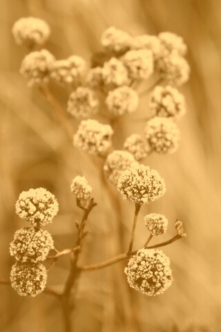 Ледяные цветы обои