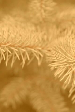 Ветки голубой ели обои