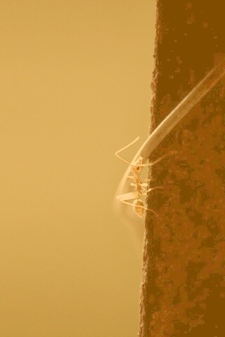 Муравей-пожарник обои