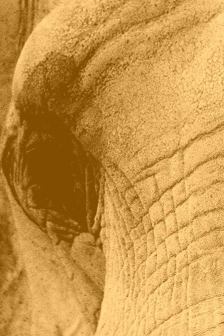 Слонячие глаза обои