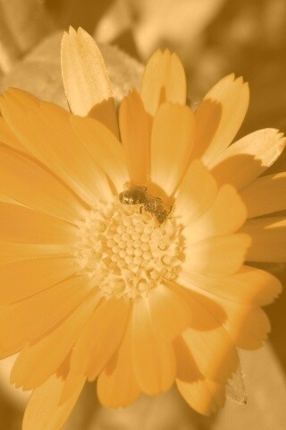 Оса на цветке обои