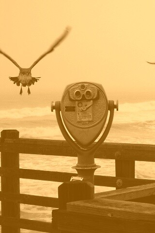 Чайки на перилах пирса обои