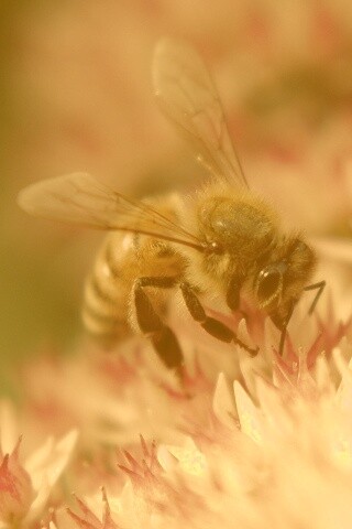 Пчела собирает пыльцу обои