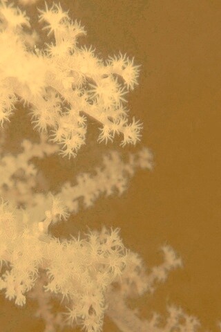 Кораллы обои