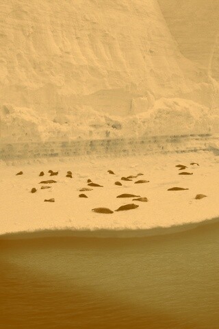 Лежбище тюленей обои