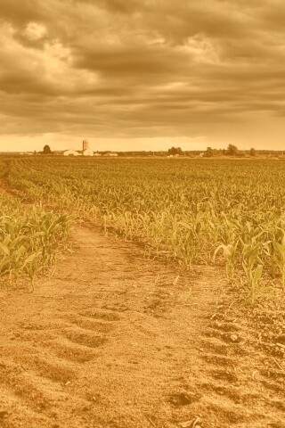 Кукурузное поле у фермы обои