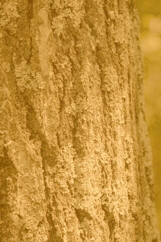 Ствол дерева обои
