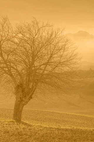 Дерево и горы обои