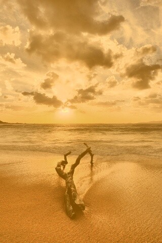 Коряга на пляже обои