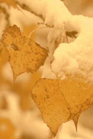 Первый снег обои