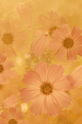 Цветочки обои