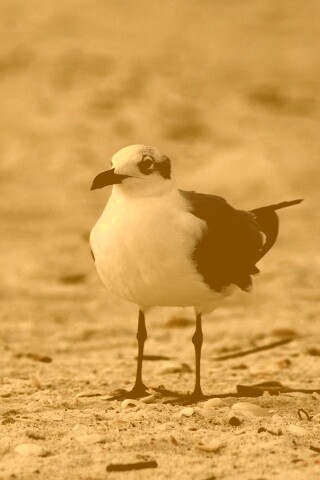 Важная чайка обои