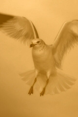 Гордая белая птица обои