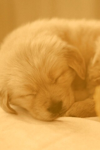 Спящий щенок обои